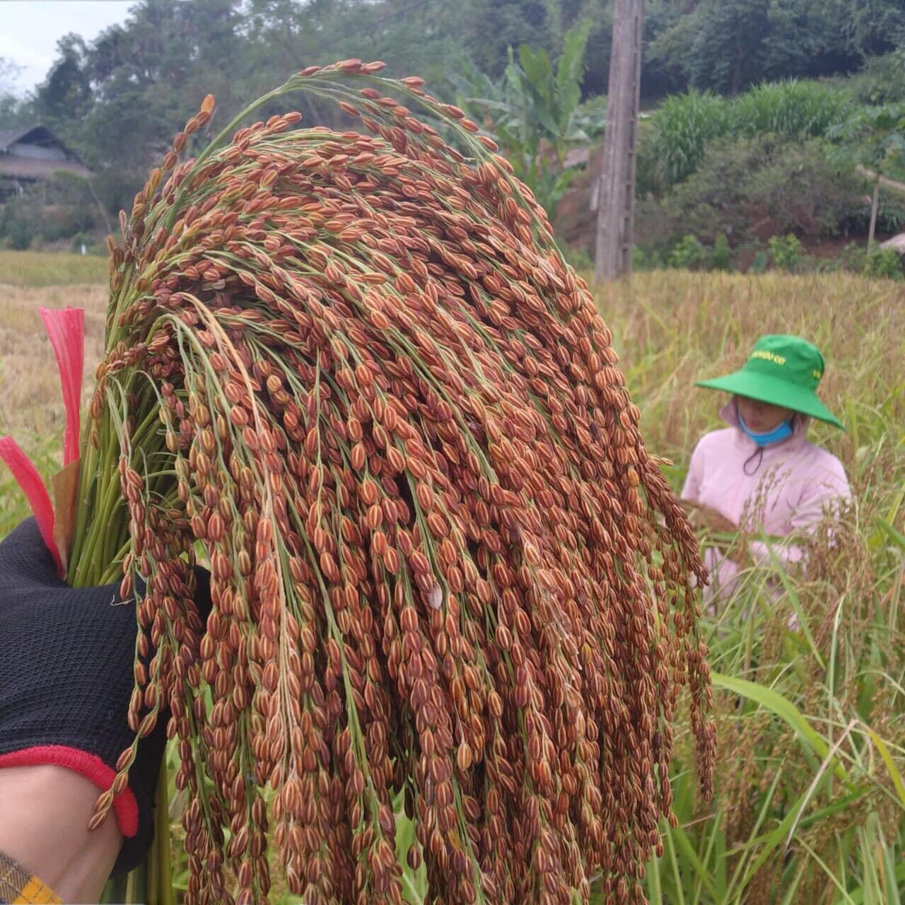 Hình ảnh Lúa nếp Khẩu Nua Pái Chợ Đồn